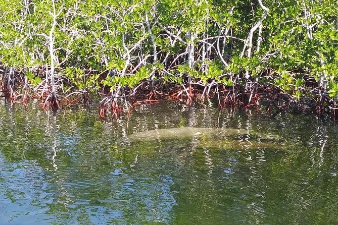 Small Group Florida Keys Eco Tour by Boat - Who should book this Key Largo eco tour