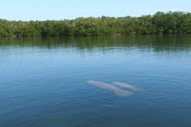 Small Group Florida Keys Eco Tour by Boat - Dolphins, manatees, and the honest odds