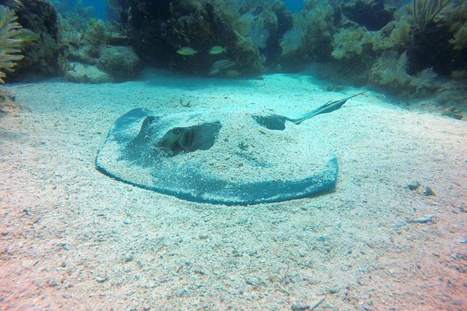 Try Scuba Diving with Professional Scuba Instructor - Lunch, the marina, and two reef outings