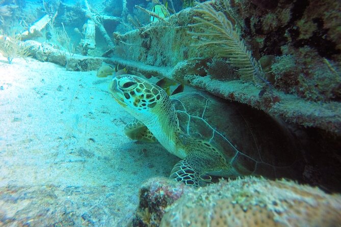 Try Scuba Diving with Professional Scuba Instructor - Health, swimming, and the next-day flight rule