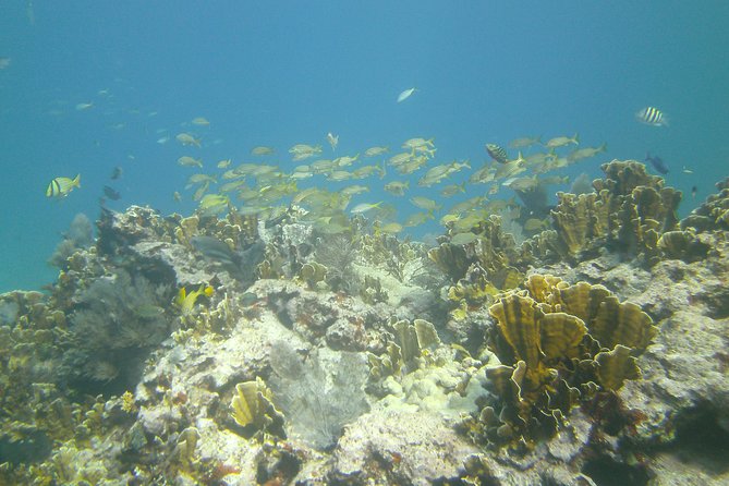 Try Scuba Diving with Professional Scuba Instructor - Is $259 a fair price?