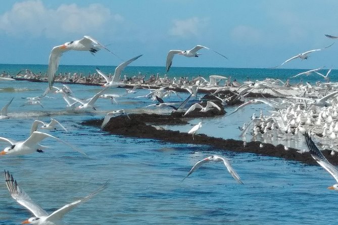 Two-Hour Everglades Dolphin, Manatee and Birding Boat Tour - A guide-led trip, not a wildlife guarantee