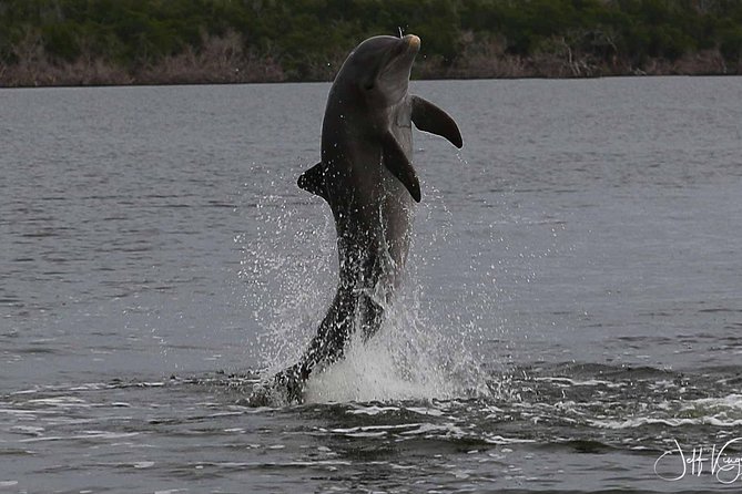 Two-Hour Everglades Dolphin, Manatee and Birding Boat Tour - The group size and boat make a difference