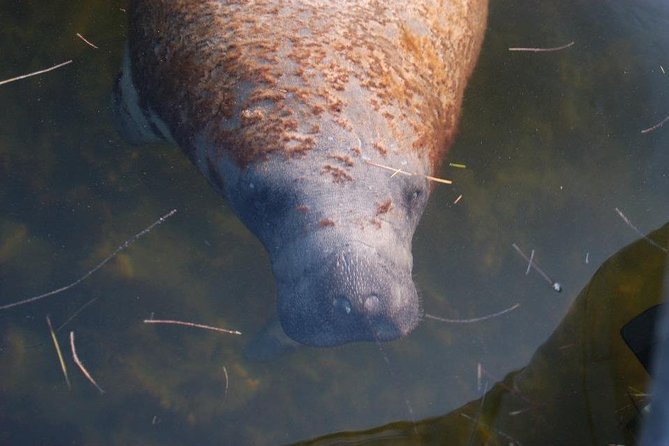 Two-Hour Everglades Dolphin, Manatee and Birding Boat Tour - What to bring and how to prepare