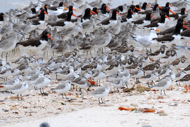 Two-Hour Everglades Dolphin, Manatee and Birding Boat Tour - Weather, changes, and booking flexibility