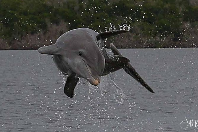Two-Hour Everglades Dolphin, Manatee and Birding Boat Tour - Who should book this Everglades boat tour?