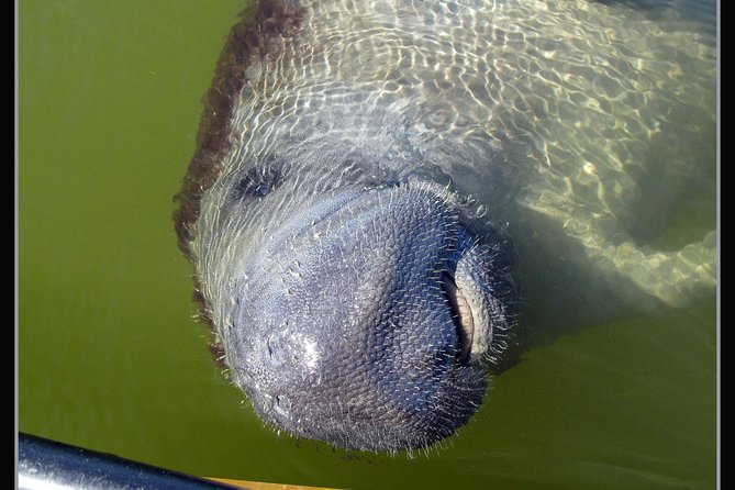 Two-Hour Everglades Dolphin, Manatee and Birding Boat Tour - FAQ