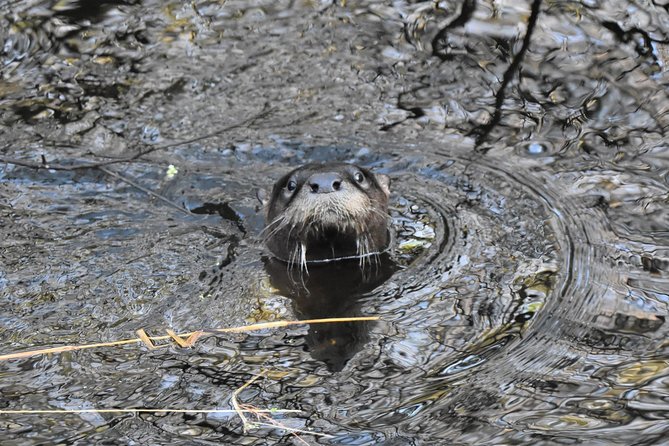 Wild & Scenic Loxahatchee River Guided Tour - A two-hour route, with a return paddle