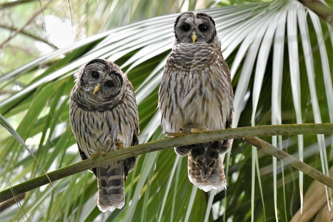 Wild & Scenic Loxahatchee River Guided Tour - Kayak choices, families, and effort