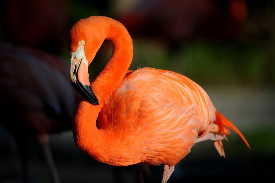Zoo Miami: General Admission Ticket - FAQ