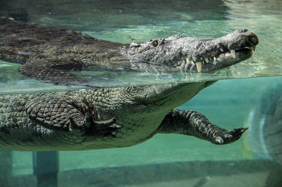 Zoo Miami: General Admission Ticket - Walking, cycling, and keeping cool