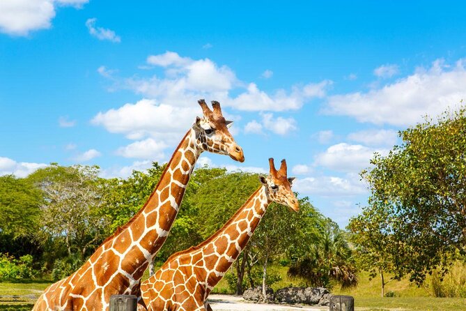 Zoo Miami Ticket with Optional Upgrade - A zoo day built around your own pace