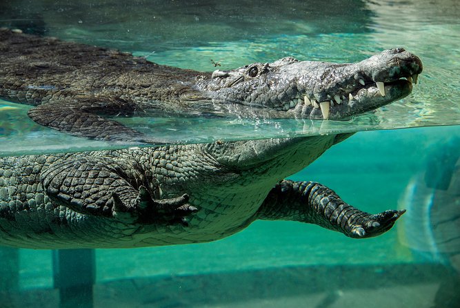 Zoo Miami Ticket with Optional Upgrade - Make a plan for the walking and heat